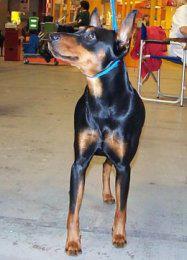 YESSEN van de Doelaar | German Pinscher 