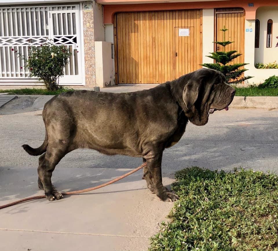 TATA CUORE D AMORE | Neapolitan Mastiff 