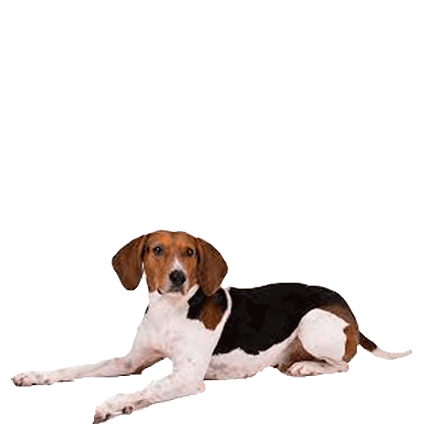 Treeing Walker Coonhound