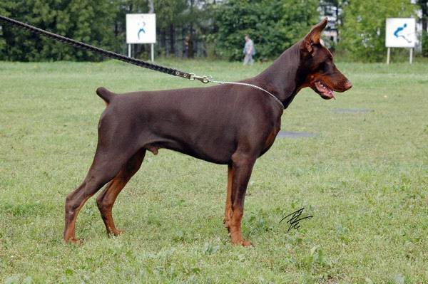 Lafaet Lavr Iz Doma Liuvira | Brown Doberman Pinscher