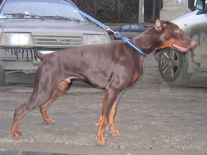 Leksus Dio Iz Doma Liuvira | Brown Doberman Pinscher