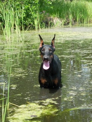 Lamborgini Li Lu Iz Doma | Black Doberman Pinscher