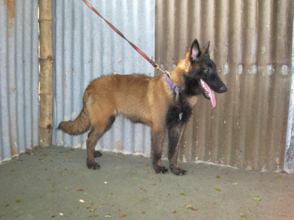 Angelic Agatha Von Emestrel | Belgian Tervuren 