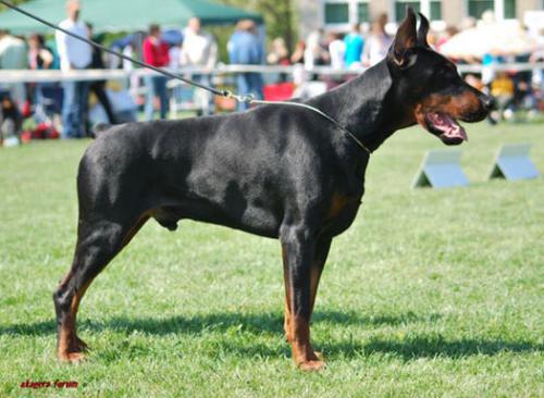 Kato Daker | Black Doberman Pinscher