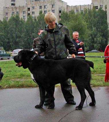 Migar Iz Kolvi | Central Asian Shepherd Dog 