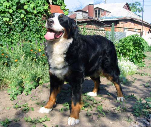 Yagodka | Bernese Mountain Dog 