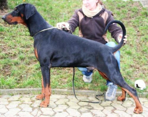 Atze v.d. Horringhauser Höh | Black Doberman Pinscher