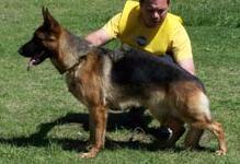 Enia Von Del Dira | German Shepherd Dog 