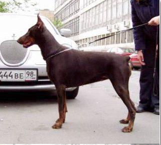 Piterskiy Kurazh Laura Legenda | Brown Doberman Pinscher