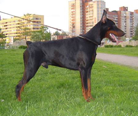 Leib Solond Ernest Earl | Black Doberman Pinscher