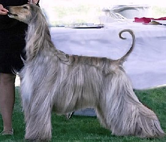 Sura's Hollywood Nights | Afghan Hound 