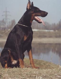 Pax Deorum Antion | Black Doberman Pinscher