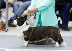 Teremok Normandie Niemen | Cardigan Welsh Corgi 