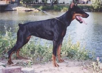 Pax Deorum Alkiona | Black Doberman Pinscher