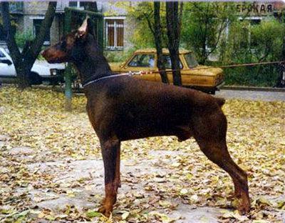 Grinya iz Slavnoi Stai | Brown Doberman Pinscher