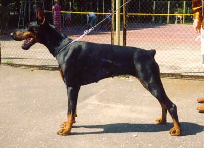 Pax Deorum Diushes Deliuks | Black Doberman Pinscher