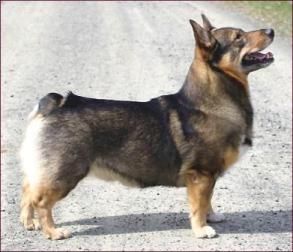 Hurradonet Valdemar Vallmo | Swedish Vallhund 