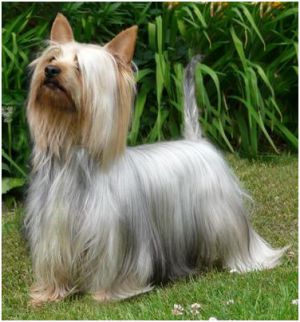 Bombix Moren Light Ofmy Life | Silky Terrier 