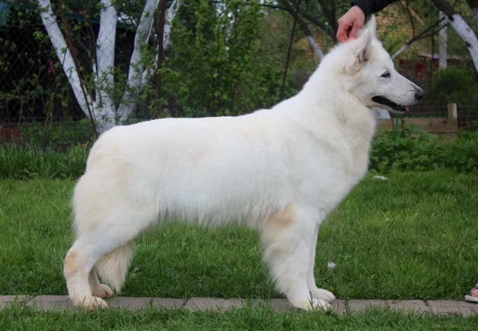 PALATIAL LEGACY SNOW AVALANCHE | White Swiss Shepherd Dog 