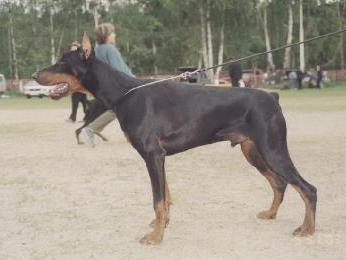 Pax Deorum Ilan | Black Doberman Pinscher