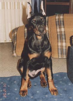 Pax Deorum Inzage | Black Doberman Pinscher