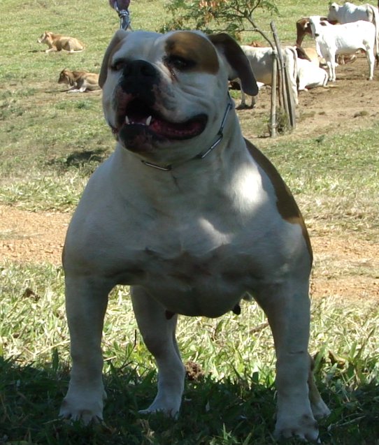 Fenix JDJ da Terra de Santa Cruz | American Bulldog 
