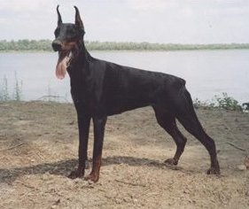 Pax Deorum Ixilonia | Black Doberman Pinscher