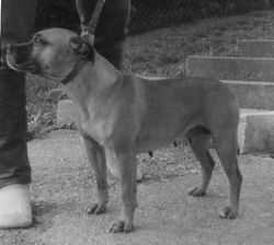 Loggerheads Teisel | Staffordshire Bull Terrier 