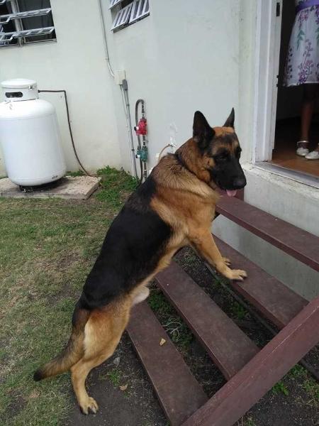 Diesel of  Barmonds | German Shepherd Dog 