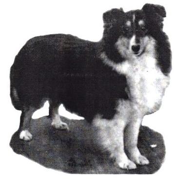 Tiree Hall Solo's High-Lite | Shetland Sheepdog 