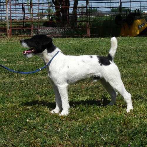 Forget-Me-Not Teller | Jack Russell Terrier 