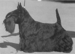 Kantorns Johnny Walker | Scottish Terrier 