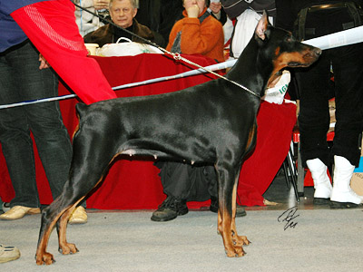 Pax Deorum Melani | Black Doberman Pinscher