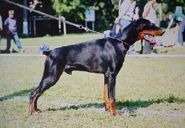 Pax Deorum Nike | Black Doberman Pinscher