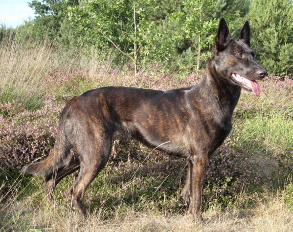 Bayley ( mevr. Leunissen, Noordwijkerhout | Dutch Shepherd 