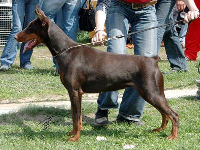 Pax Deorum Natella | Brown Doberman Pinscher