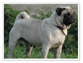 Semians Prinz Pajazzo | Pug 