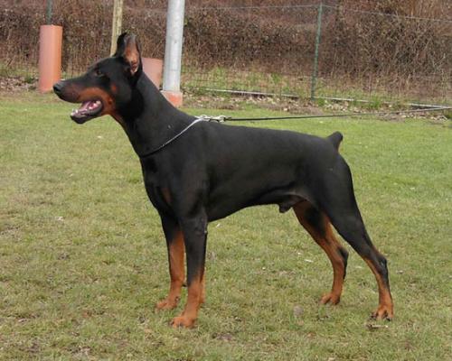 Tahi-Réme Tyson | Black Doberman Pinscher