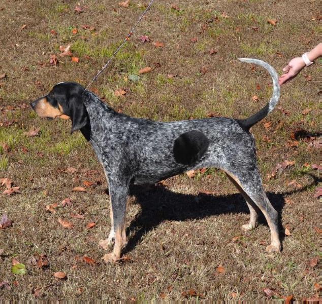 Evenstar BB's Lucille | Bluetick Coonhound 