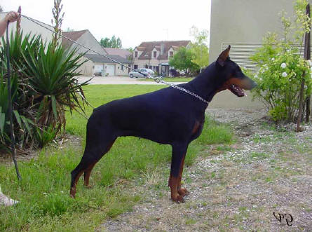 Uranea Utopia v. Rauberstolz | Black Doberman Pinscher