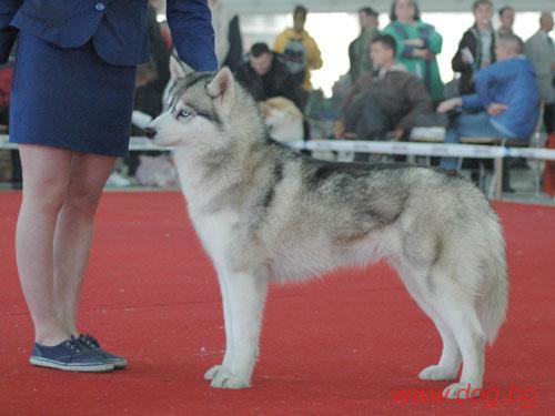 Ueeny Nolween Princeess de la Vallee de Morava | Siberian Husky 