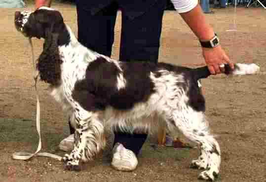 Sieger's Royal Victory | English Springer Spaniel 