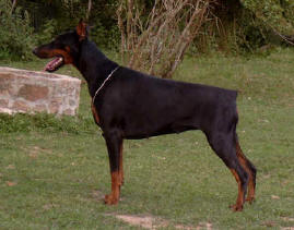 Ursula Ushana v. Rauberstolz | Black Doberman Pinscher