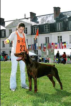 U'Shafton Utherking v. Rauberstolz | Brown Doberman Pinscher