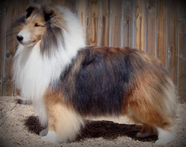 Sandance Ardastra | Shetland Sheepdog 