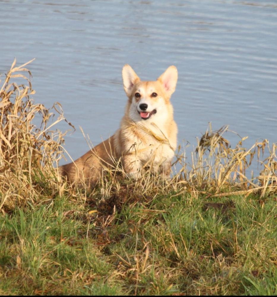 Be My Flowerbomb Von Pfotenstolz | Pembroke Welsh Corgi 