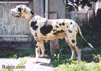 Maya Du Domaine De Valdemar | Great Dane 