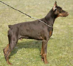 Vlédan Vaël  v. Rauberstolz | Brown Doberman Pinscher