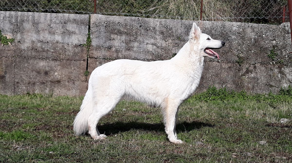 Frozen Queen Ice Lilien | White Swiss Shepherd Dog 
