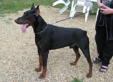 Umbro Hugo di Sarabell | Black Doberman Pinscher